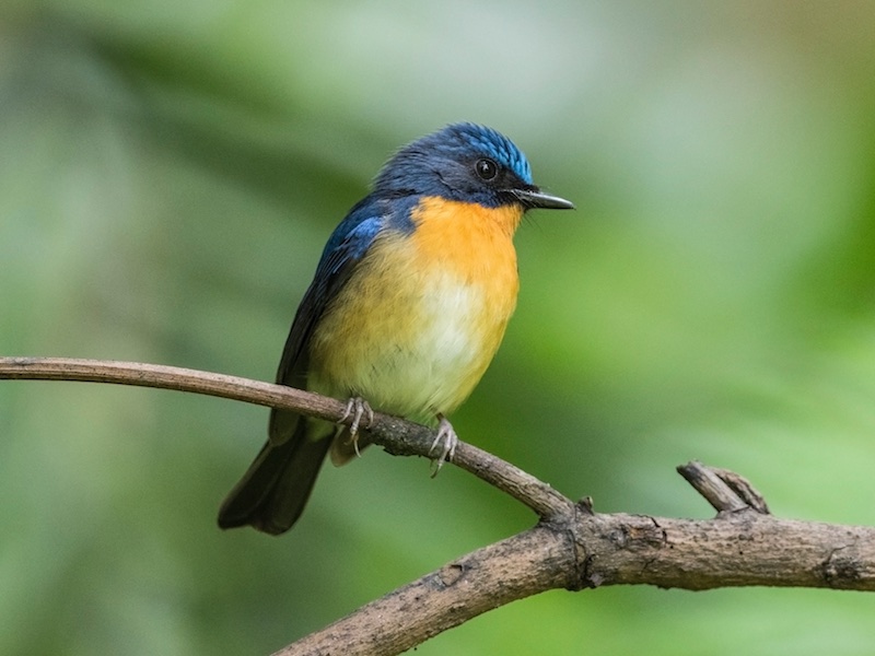 Birds of South East Asia
