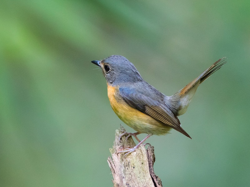 Birds of South East Asia