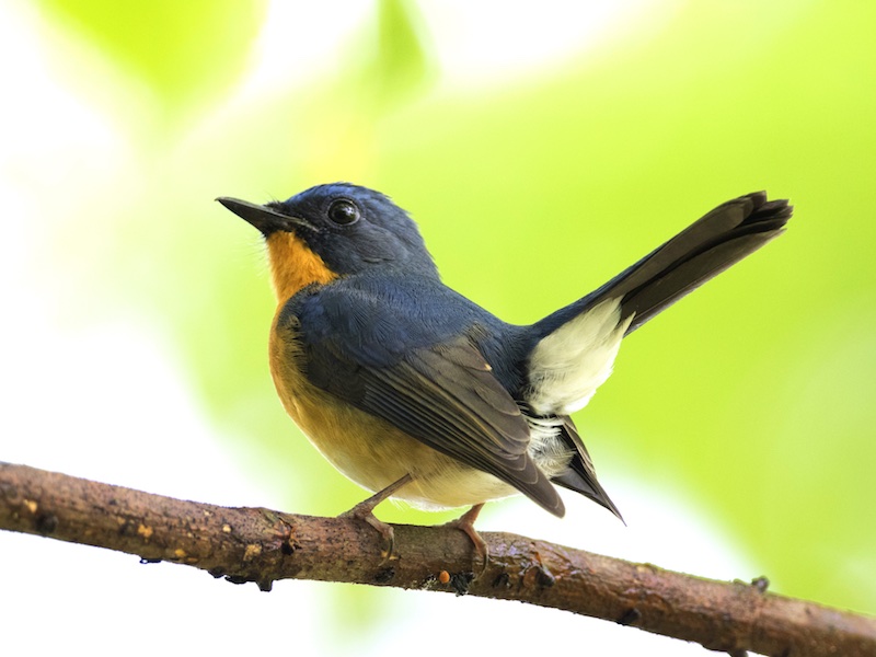 Birds of South East Asia