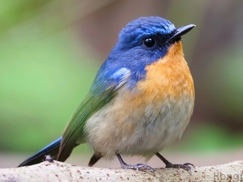 Birds of South East Asia