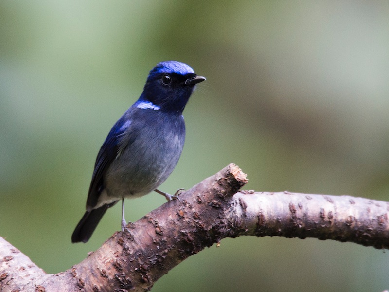 Birds of South East Asia
