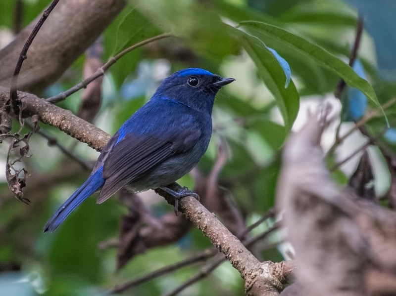 Birds of South East Asia