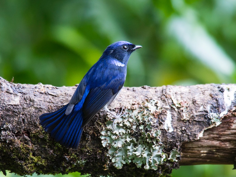 Birds of South East Asia