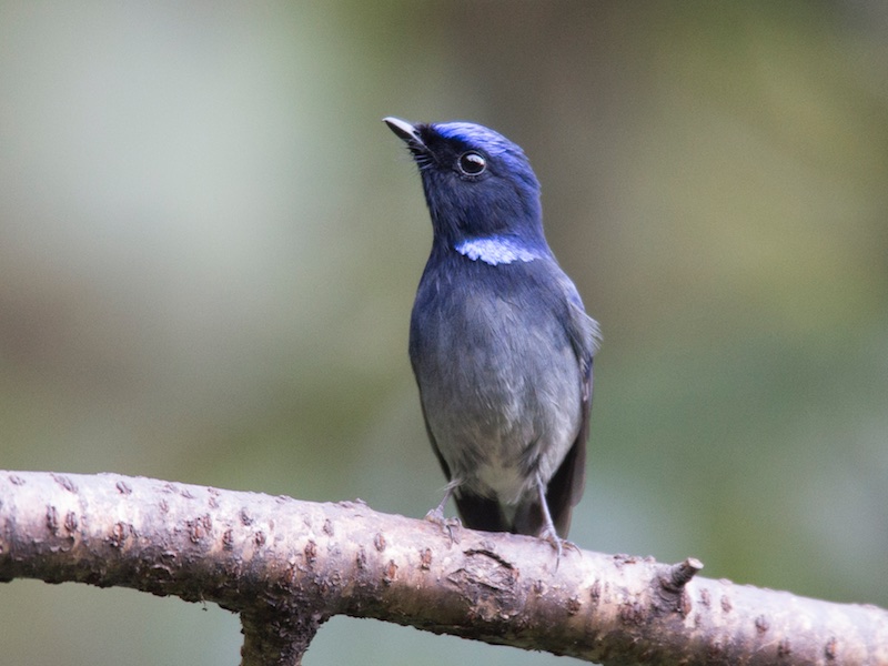 Birds of South East Asia