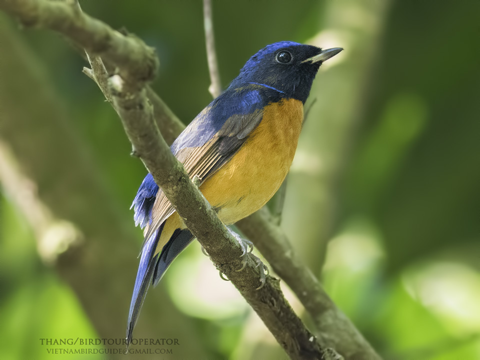 Birds of South East Asia