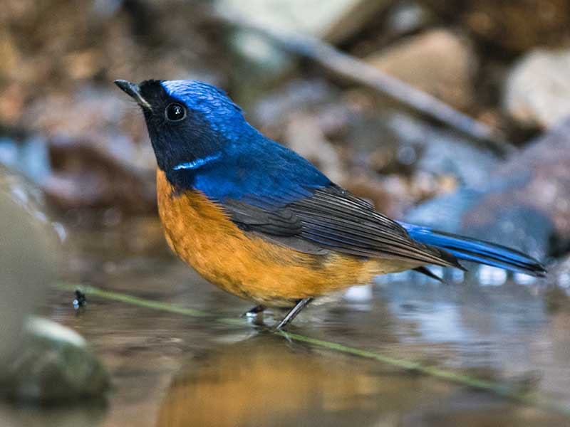 Birds of South East Asia