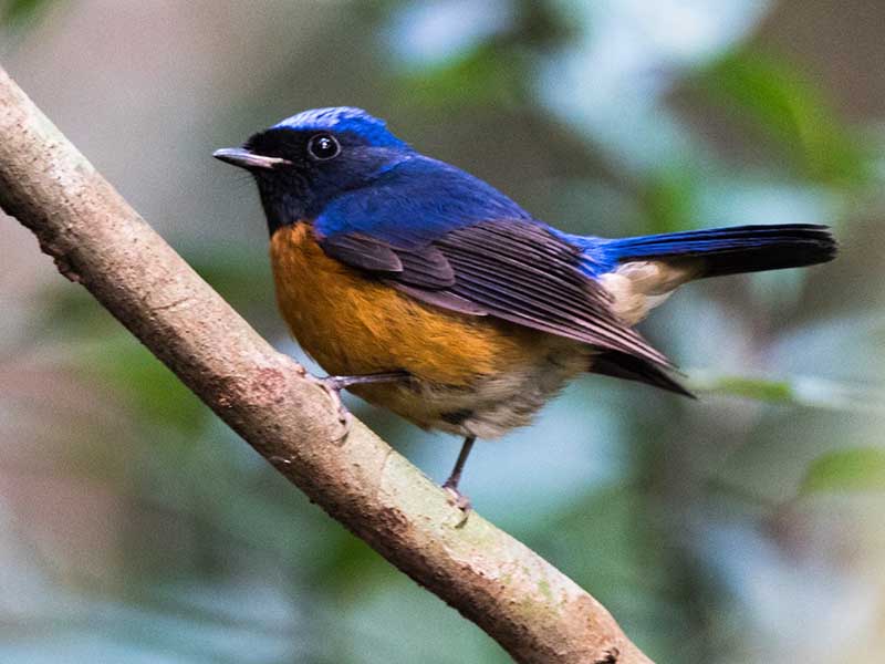 Birds of South East Asia