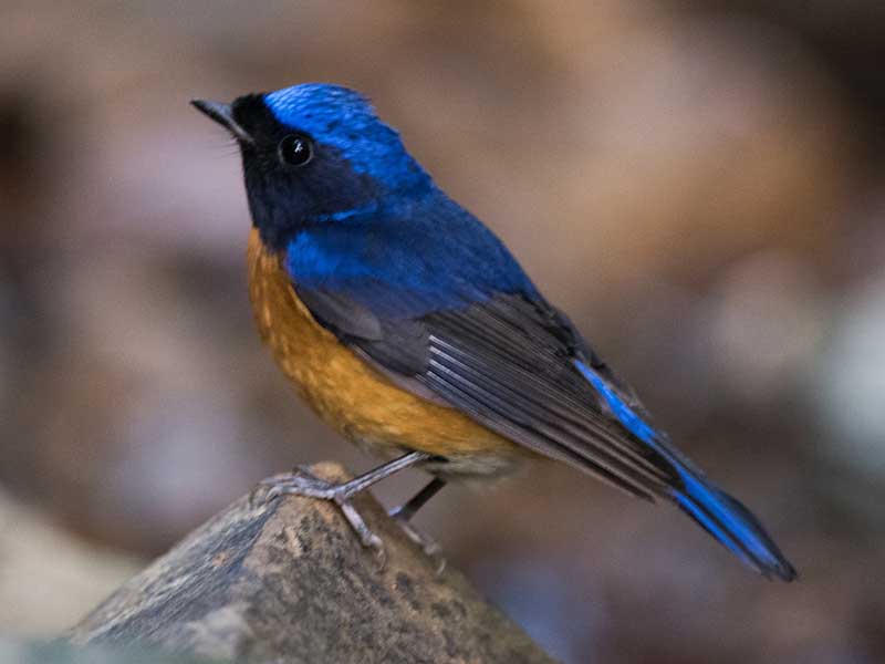 Birds of South East Asia