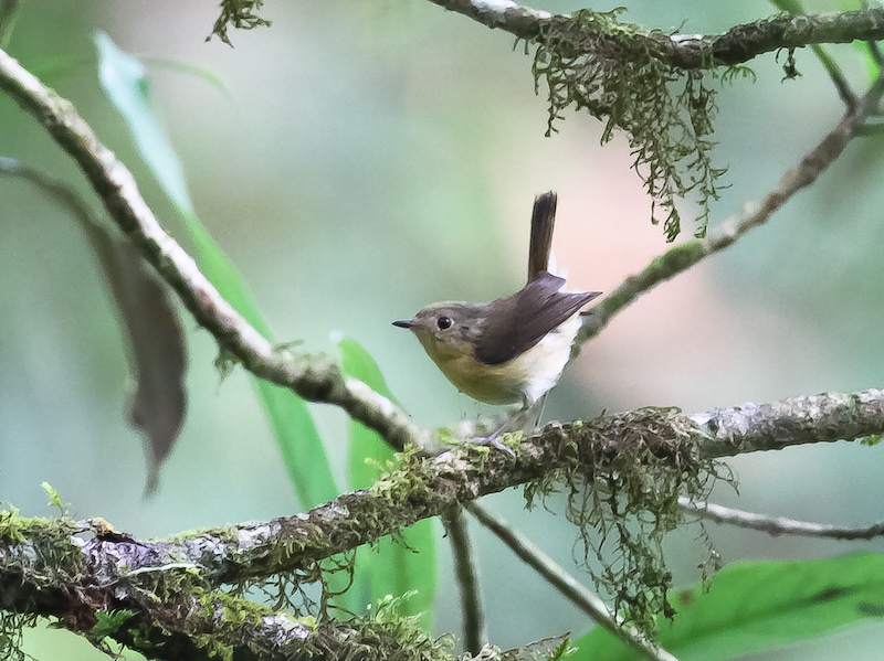 Birds of South East Asia