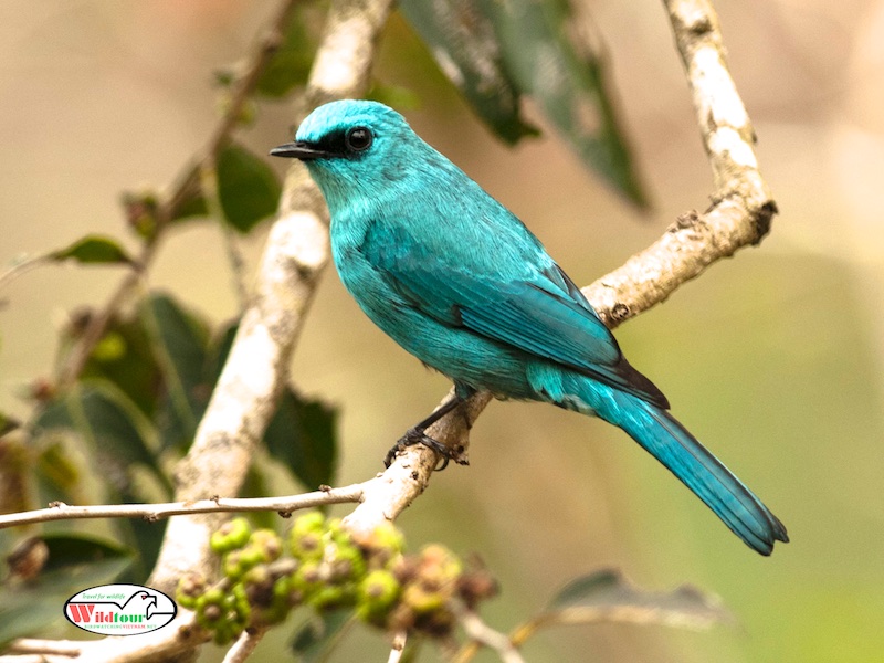 Birds of South East Asia