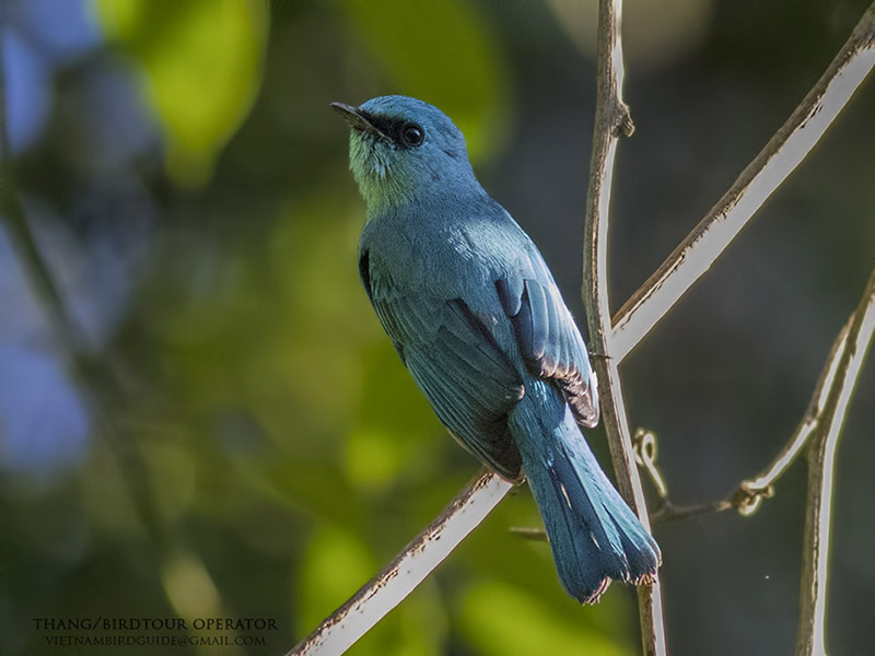 Birds of South East Asia