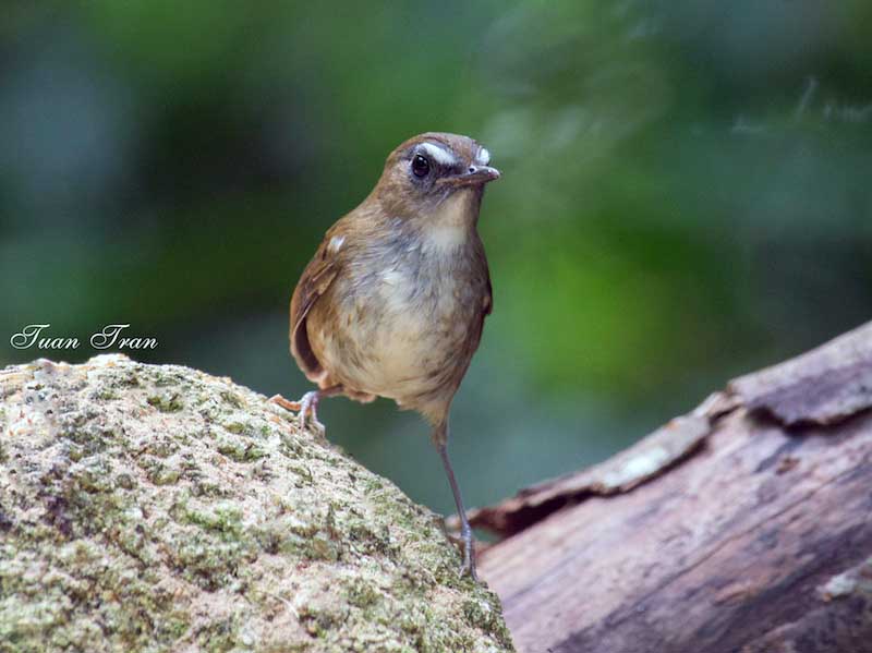 Birds of South East Asia