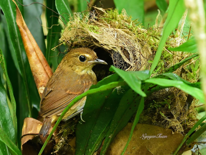 Birds of South East Asia