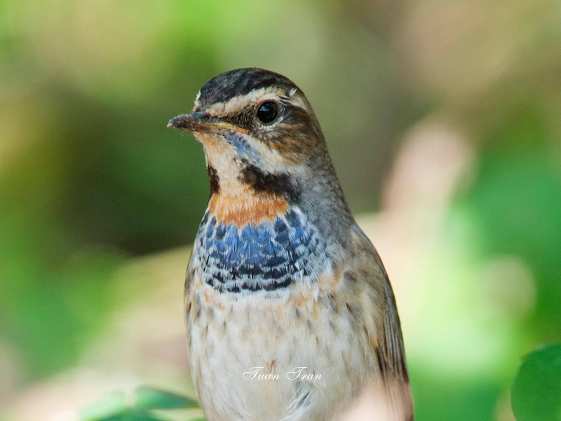 Birds of South East Asia