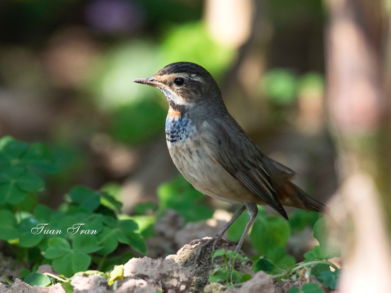 Birds of South East Asia