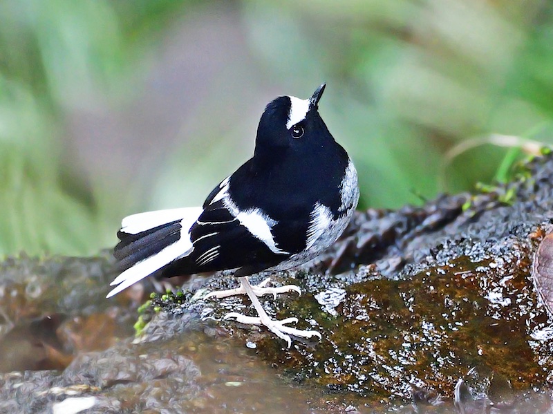 Birds of South East Asia