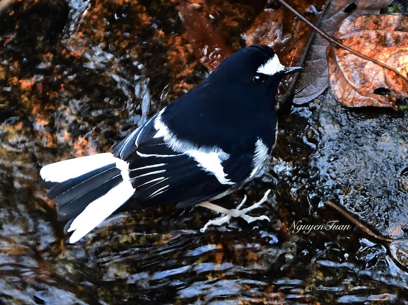 Birds of South East Asia