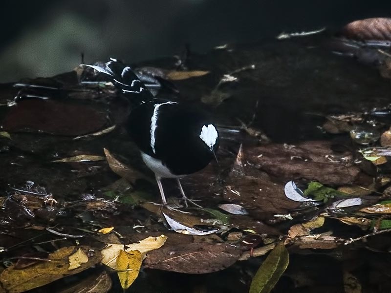 Birds of South East Asia