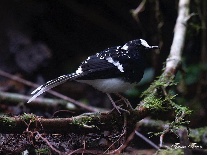 Birds of South East Asia