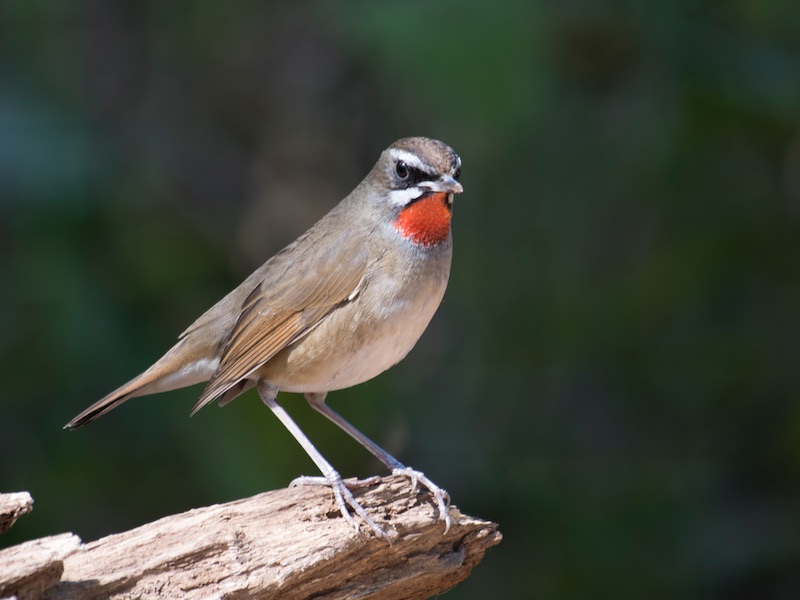 Birds of South East Asia