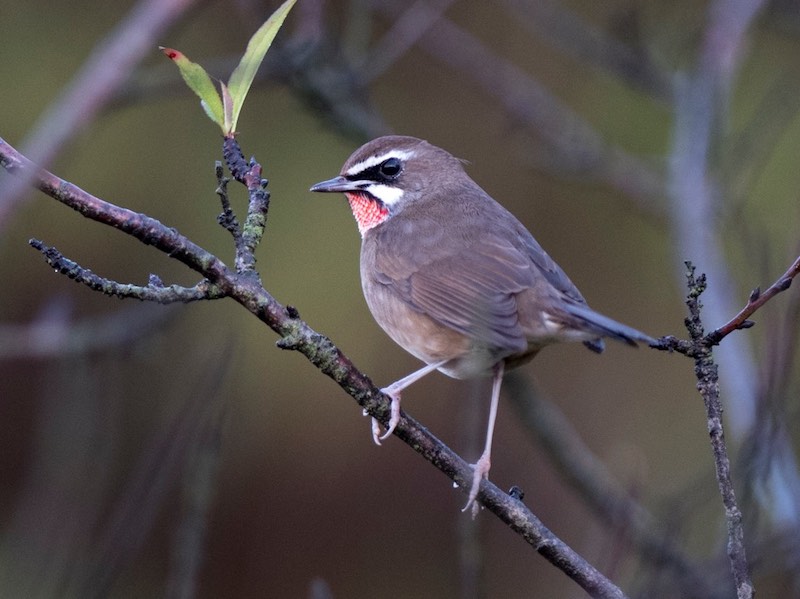 Birds of South East Asia