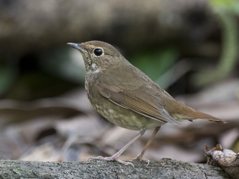 Birds of South East Asia