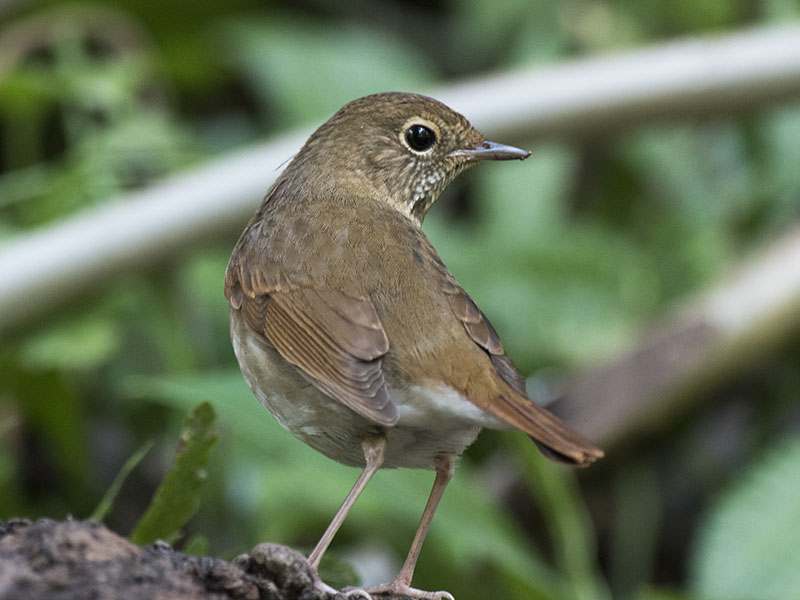 Birds of South East Asia