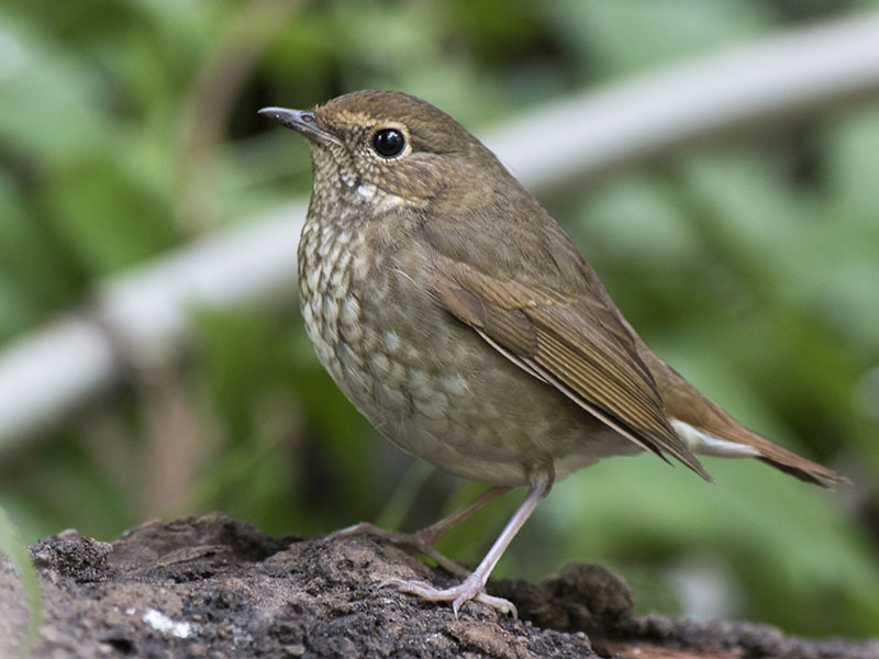 Birds of South East Asia