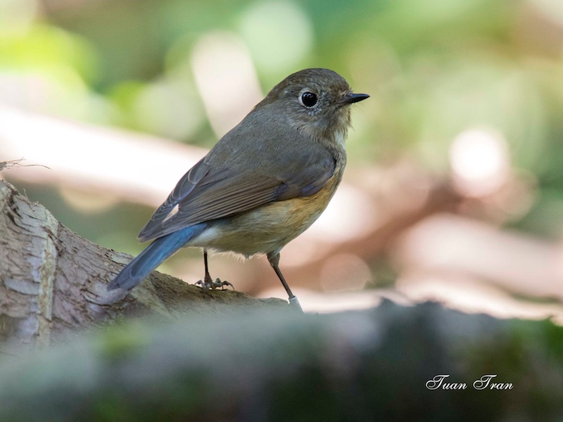 Birds of South East Asia