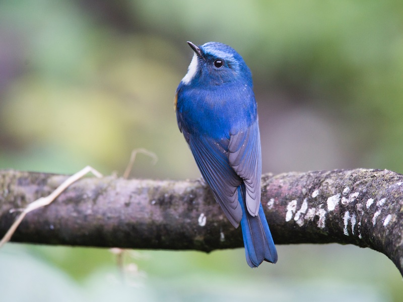 Birds of South East Asia