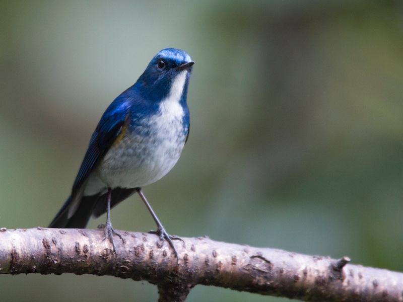 Birds of South East Asia