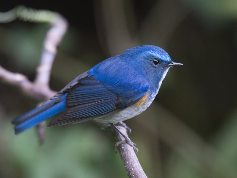 Birds of South East Asia