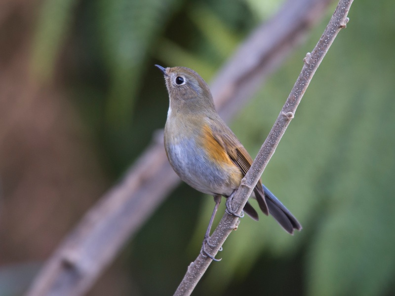 Birds of South East Asia