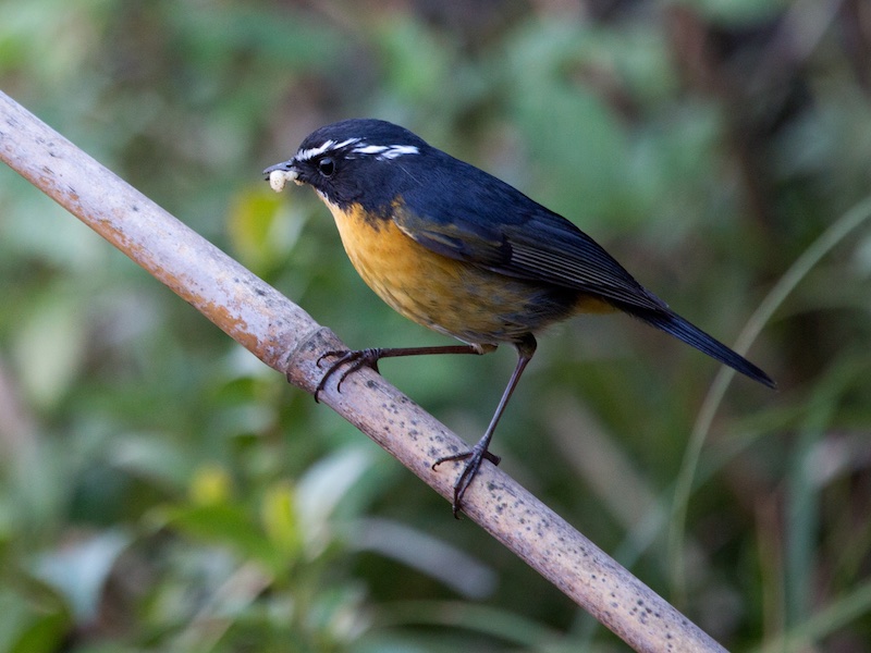 Birds of South East Asia