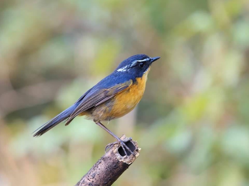 Birds of South East Asia