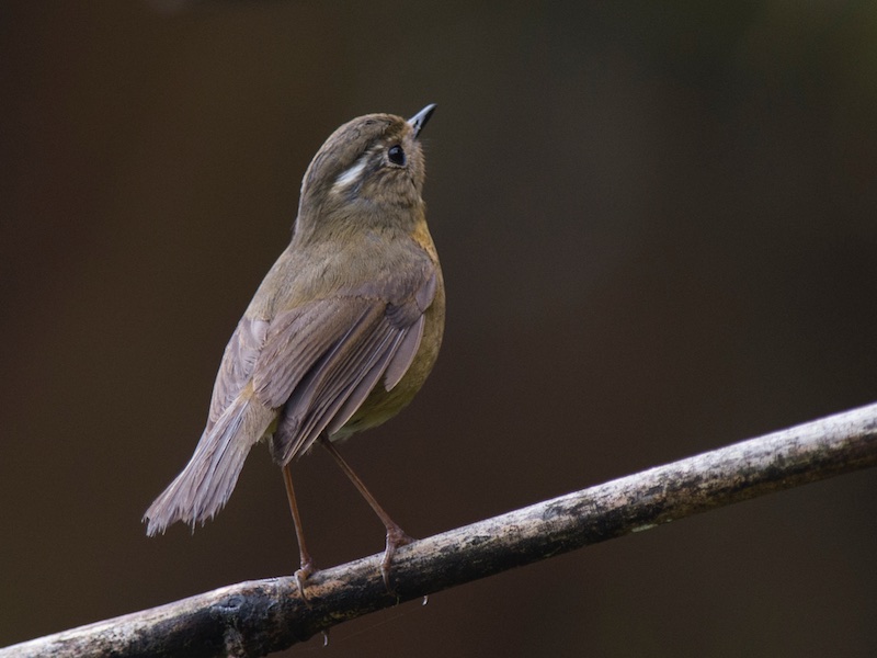 Birds of South East Asia