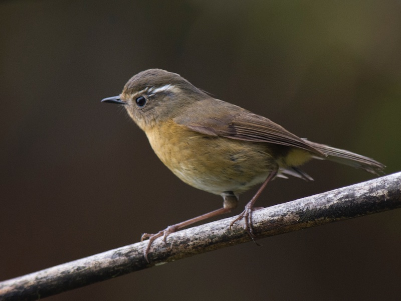 Birds of South East Asia