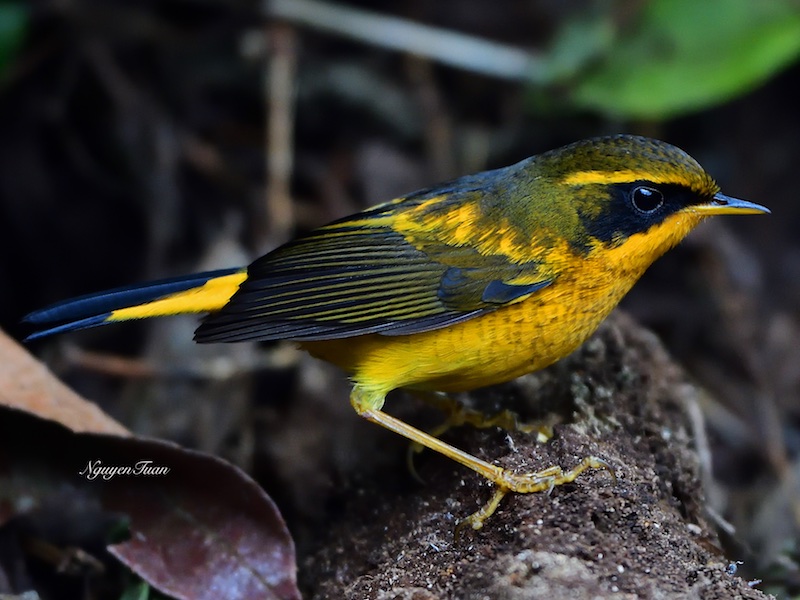 Birds of South East Asia