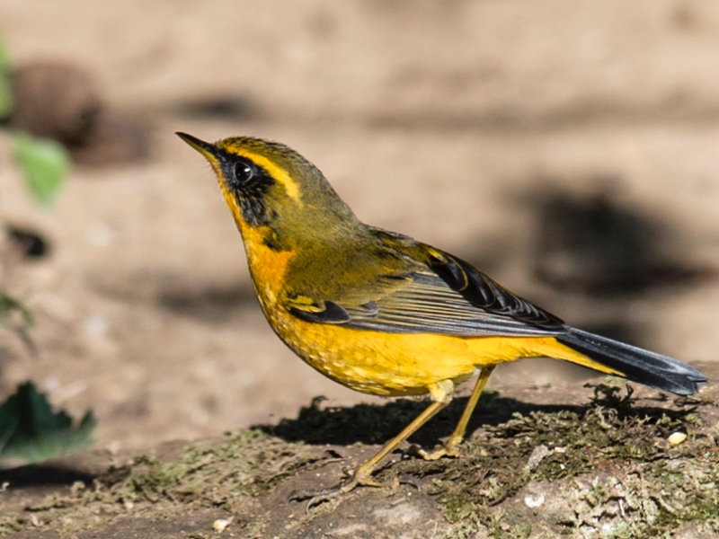 Birds of South East Asia