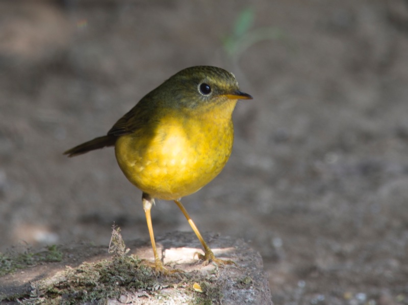 Birds of South East Asia
