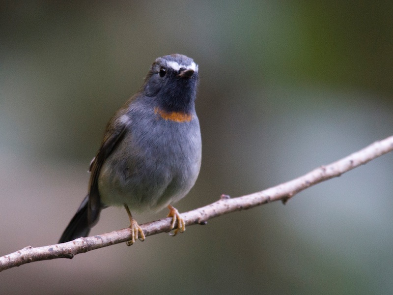 Birds of South East Asia