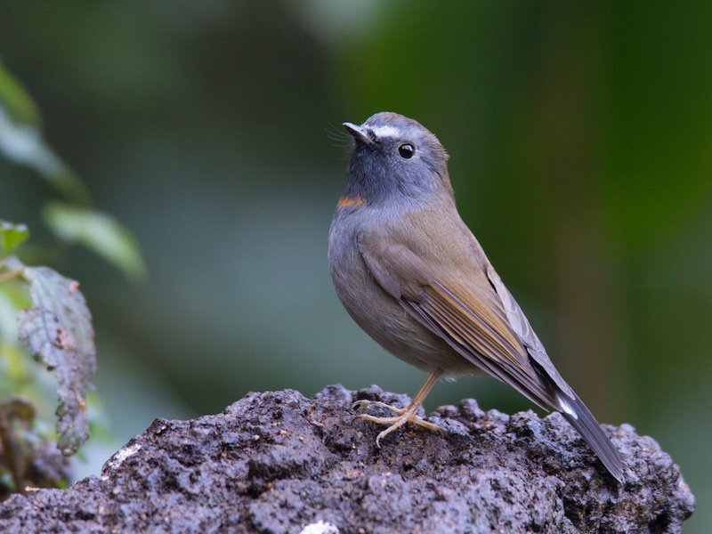 Birds of South East Asia