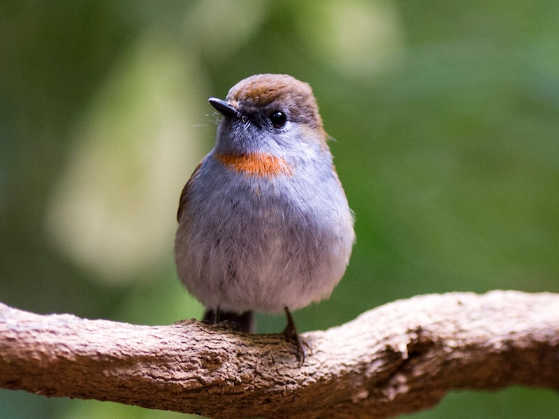 Birds of South East Asia