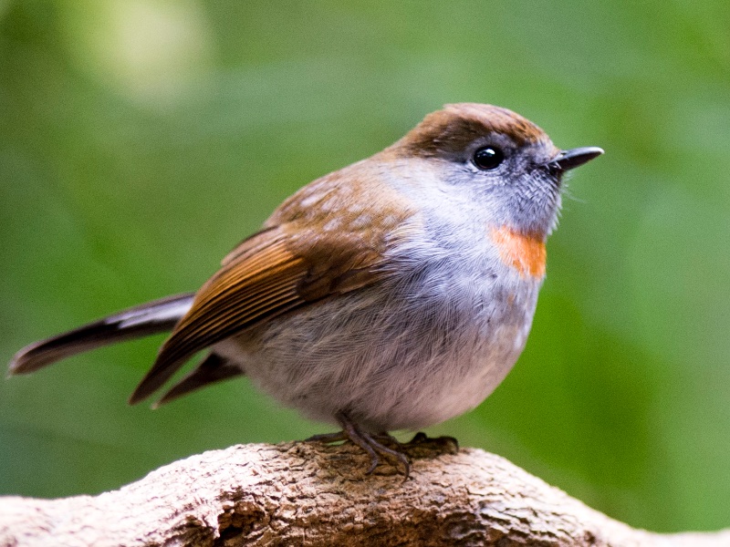 Birds of South East Asia