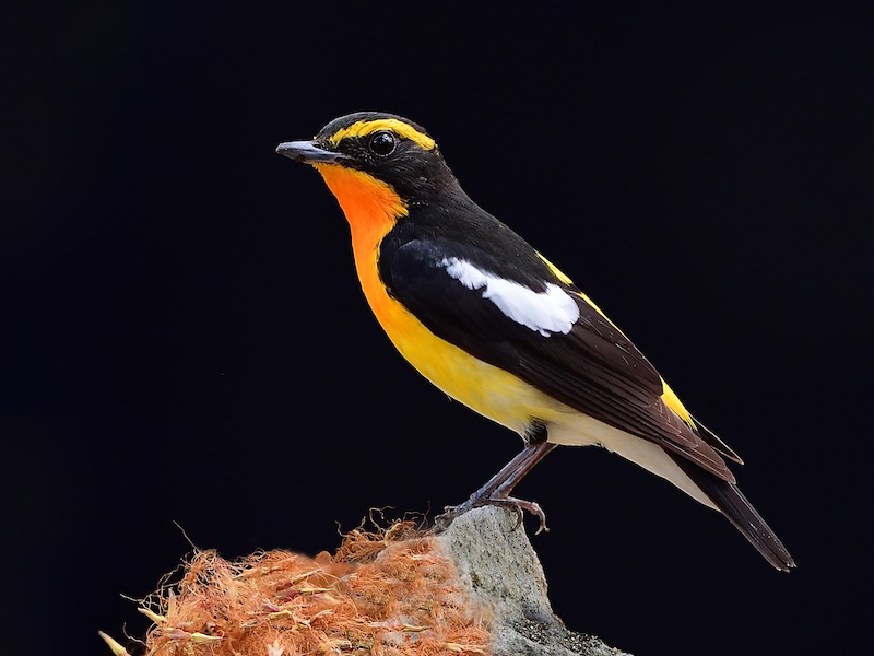 Birds of South East Asia