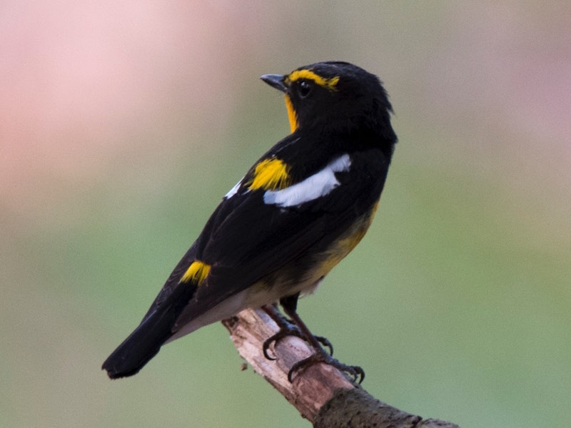 Birds of South East Asia