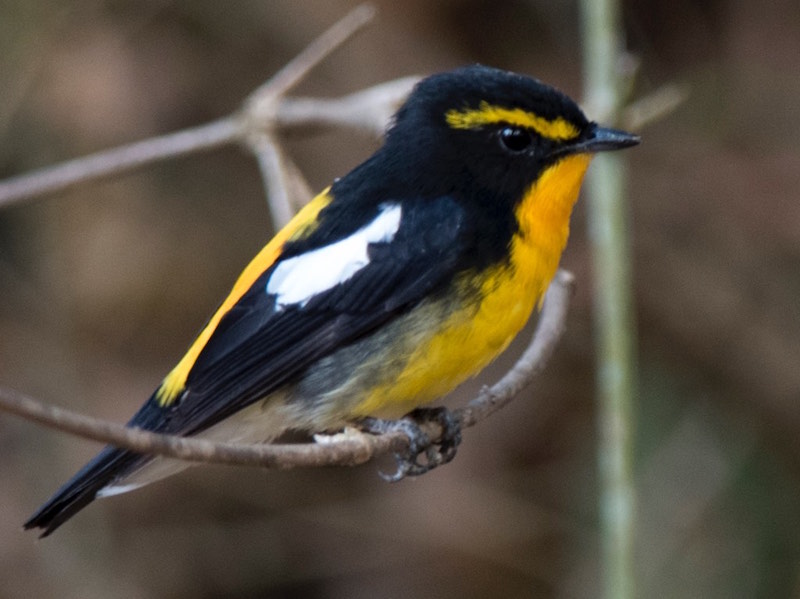 Birds of South East Asia