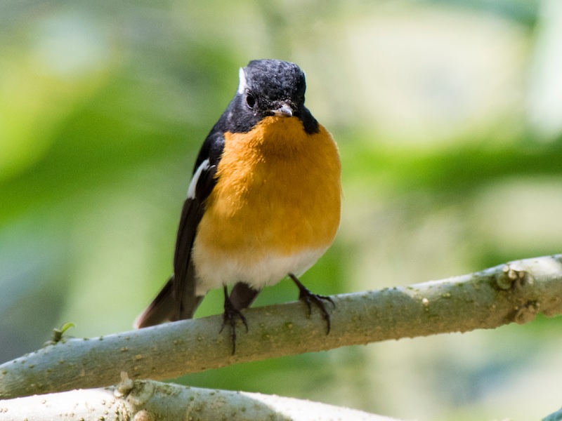 Birds of South East Asia