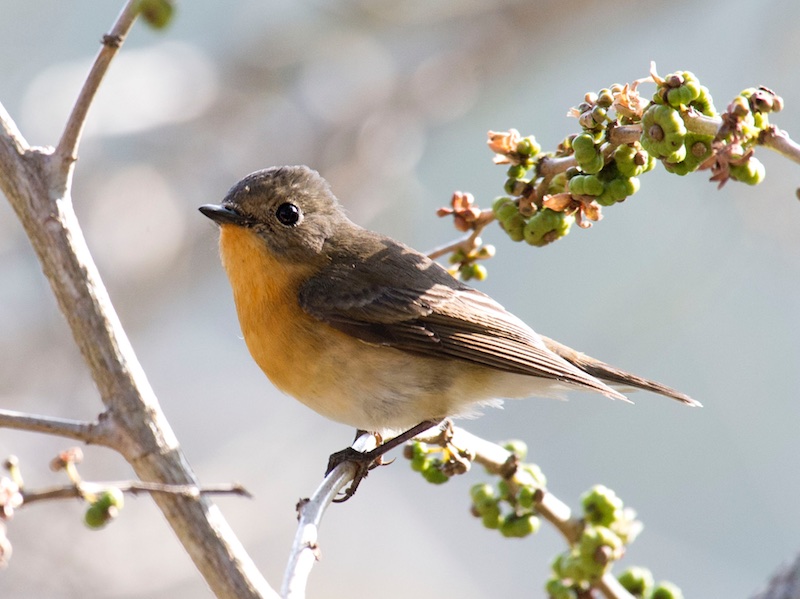 Birds of South East Asia