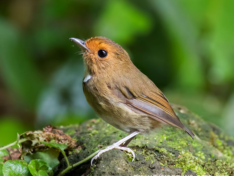 Birds of South East Asia